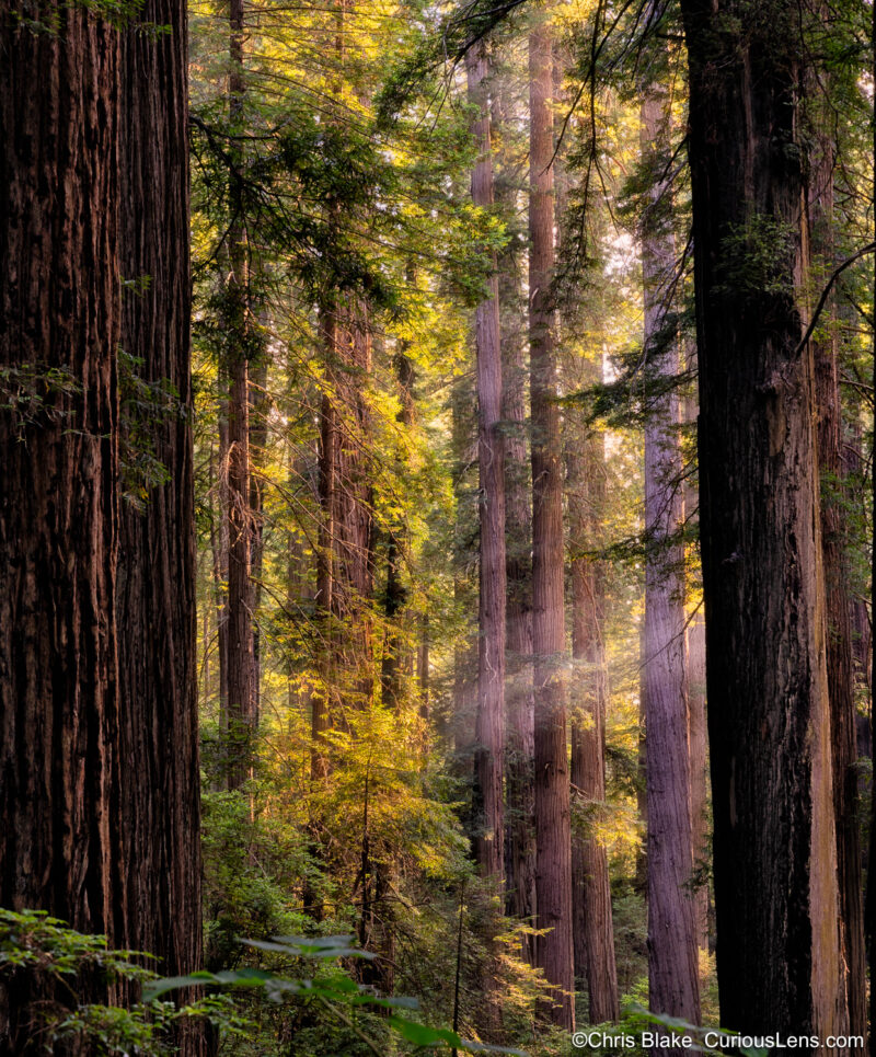 A forest scene in Redwoods State and National Park, featuring massive coast redwoods and Douglas-firs. Sunlight filters through the ancient canopy, casting light on smaller, younger trees. These towering redwoods have stood for centuries, while the newer trees reflect the forest's constant evolution. This image captures the timelessness and resilience of old-growth forests.