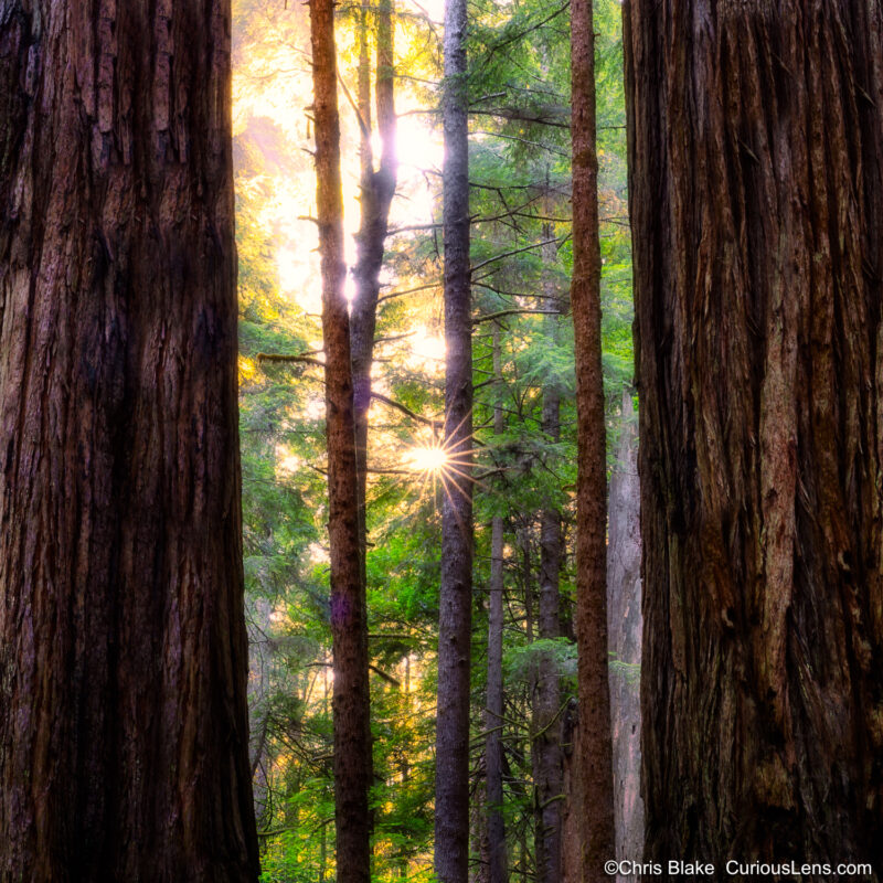 Two giant redwood trees sand as a window looking into magic forest. The sun creates a start in the middle of the photo breaking through deep woods.