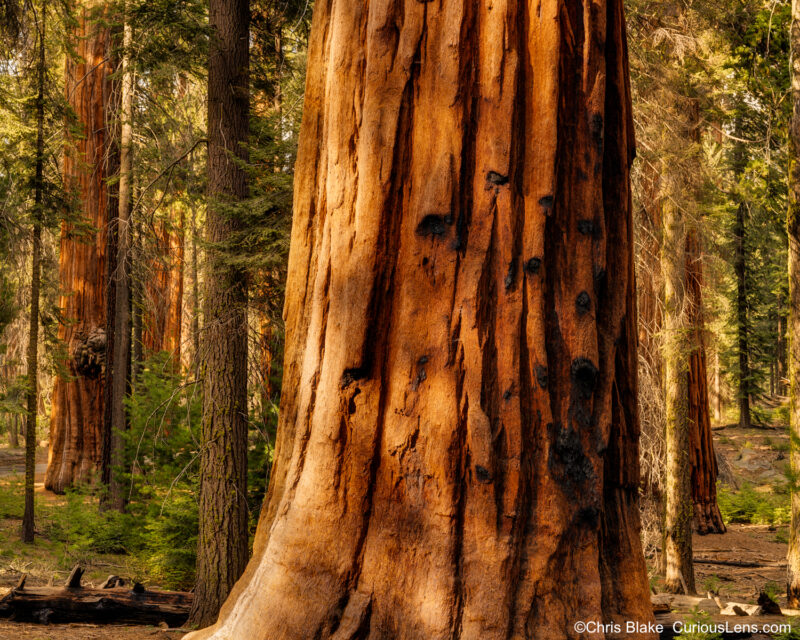 Giant Sequoia trees in the Giant Forest on the western slope of California's Sierra Nevada Mountains, featuring the General Sherman, the largest tree in the world. Captured in the late afternoon with vivid detail.