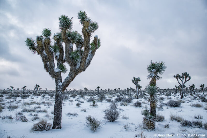 A rare snowy morning at Joshua Tree National Park in February 2019. A lone Joshua tree stands tall against a fresh snow-covered desert landscape, with a line of other Joshua trees stretching into the distance.