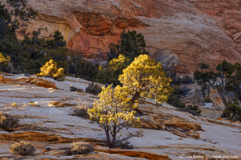 A cluster of small trees clings to a sandstone peak on the eastern trails of Zion National Park. The trees grow from a rugged mountainside, with golden sunlight casting a gentle glow on their branches. The play of light and shadow across the red rocks creates a warm and serene atmosphere, typical of Zion's iconic scenery. The reflected light adds to the ethereal quality of the scene, inviting viewers to appreciate the park's natural beauty at sunset.