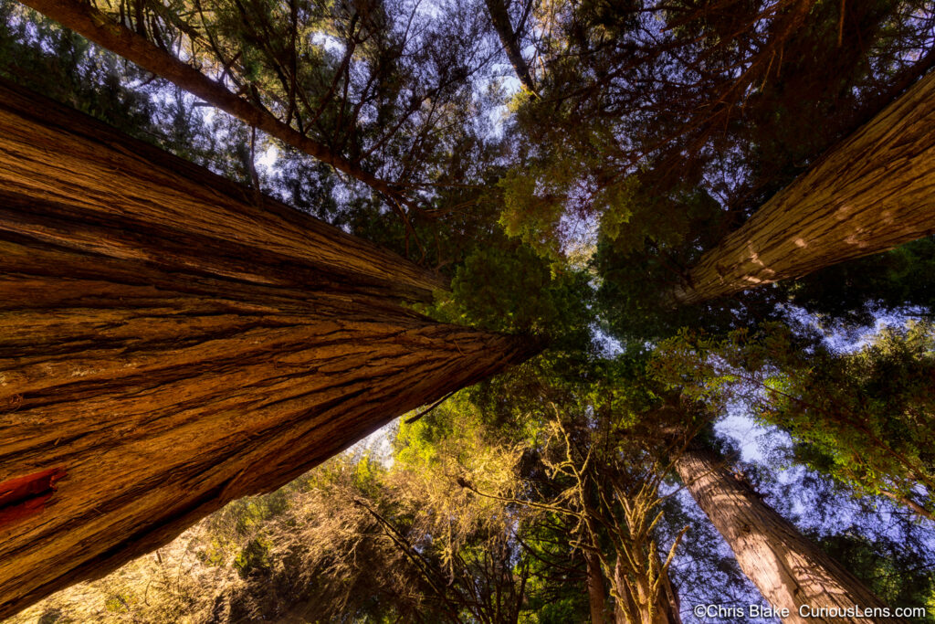 A view from below of three towering redwood trees in Jedediah Smith Redwoods State Park. The image captures the textured bark at the base, rising into a vibrant green canopy, showcasing the immense height and grandeur of these ancient trees.