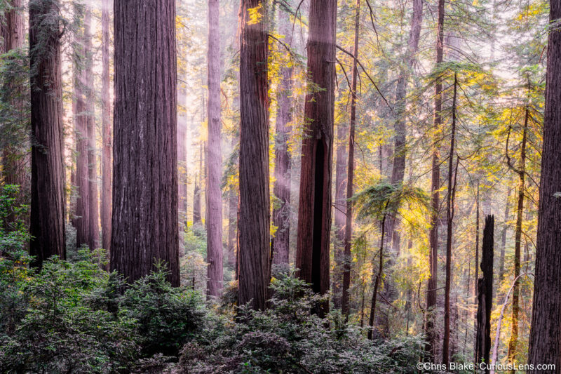 Sunbeams filtering through towering redwoods on the Damnation Creek Trail in Redwood National Park, California. Ancient trees, some over 2,000 years old, create a magical interplay of light and shadow in the forest. The timeless beauty of this scene is best experienced in person.