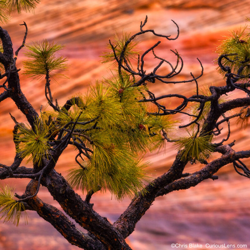 Zion National Park in winter, showcasing a serene landscape with muted vegetation colors. This photo features a lone tree set against vibrant sandstone cliffs during a gentle rainfall. Soft light enhances the mountain's warm glow, and the red sandstone harmonizes with the lush green of the tree's foliage. Close inspection reveals droplets of water clinging to pine needle tips, adding a delicate touch to the winter scene.