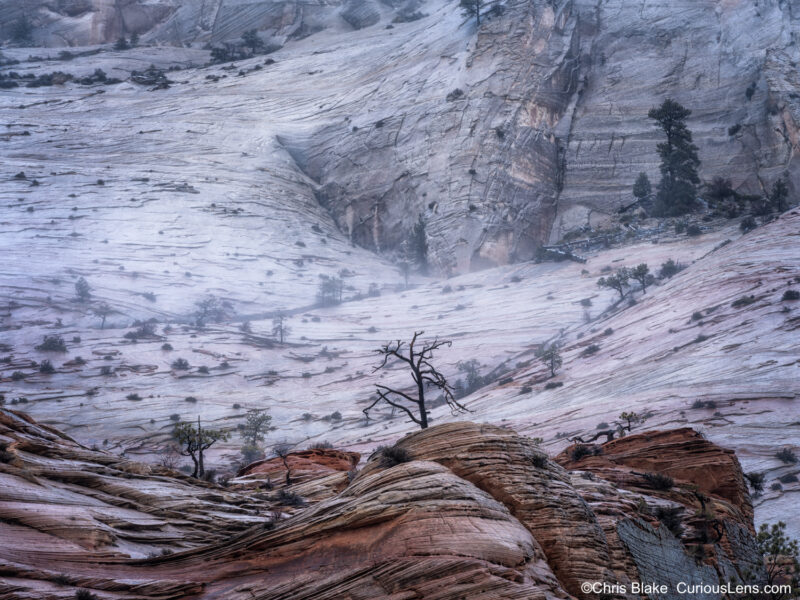 Zion National Park in winter, featuring a lone tree surrounded by light fog. The image captures the contrast between the red rock formations below and the cooler gray rocks above, highlighting the serene and dramatic atmosphere. This photo was taken off the Mount Carmel Highway in the high country, with a snowy, cloudy backdrop after Christmas 2022.