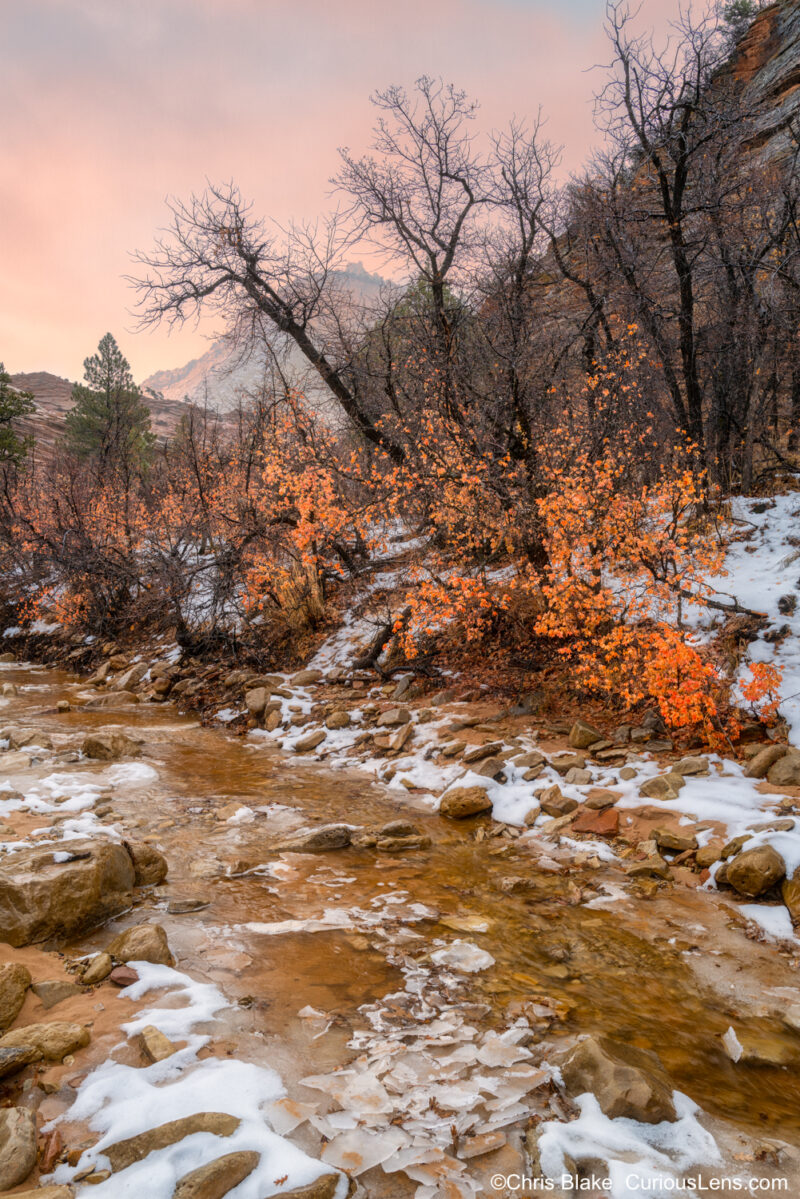 A winter scene in Zion National Park's backcountry with icy and snowy conditions. The foreground features intricate ice formations, while vibrant orange leaves from the last of the fall foliage add a pop of color. A soft sky completes this unique and captivating winter landscape.