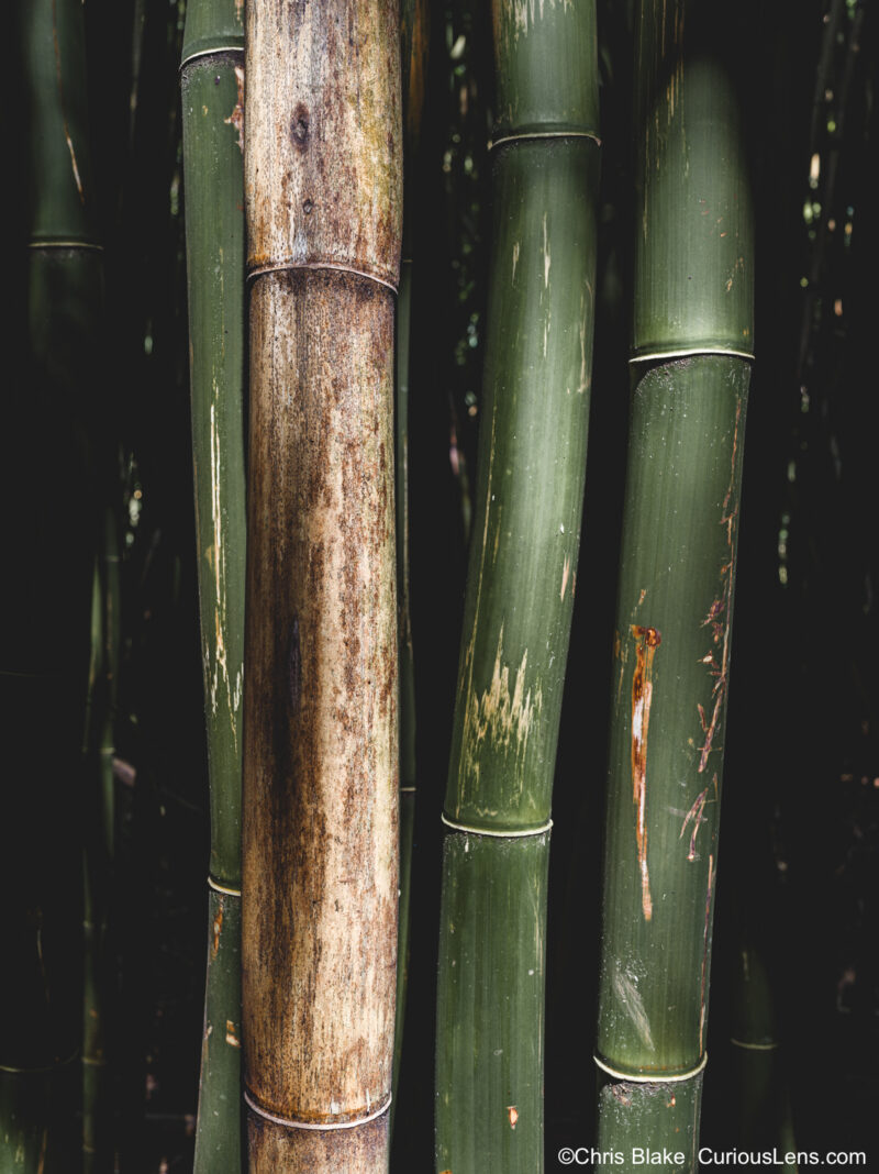 Solitary area illuminated by sunlight amidst dense bamboo forest on Pipiwai Trail, Haleakalā National Park. Contrast between foreground and background adds depth to the image.