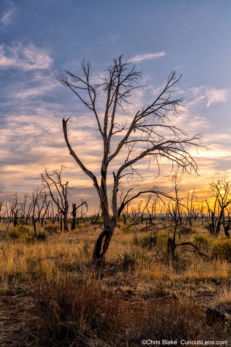 Photo of a forest in a national park, showing the aftermath of wildland fires that occurred between 1989 and 2003. The image features a sunset sky with vibrant colors, contrasting with charred tree remnants and fresh vegetation on the forest floor, symbolizing natural recovery and renewal after devastation."