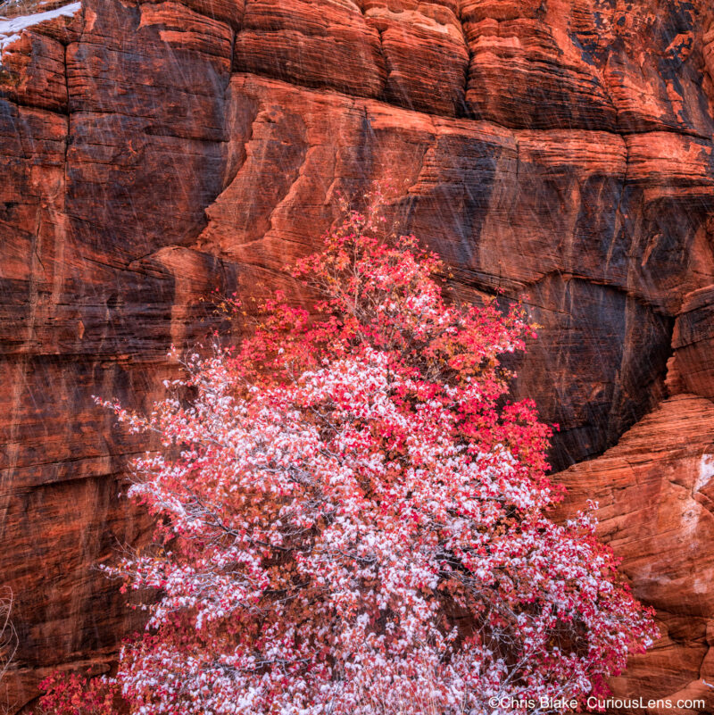 Snowy landscape in Zion backcountry with a tree holding onto vibrant fall colors. The scene features red sandstone cliffs and contrasting dark rock, with white snowflakes creating a sense of seasonal transition. The image illustrates the unique blend of fall and winter elements in the same frame.