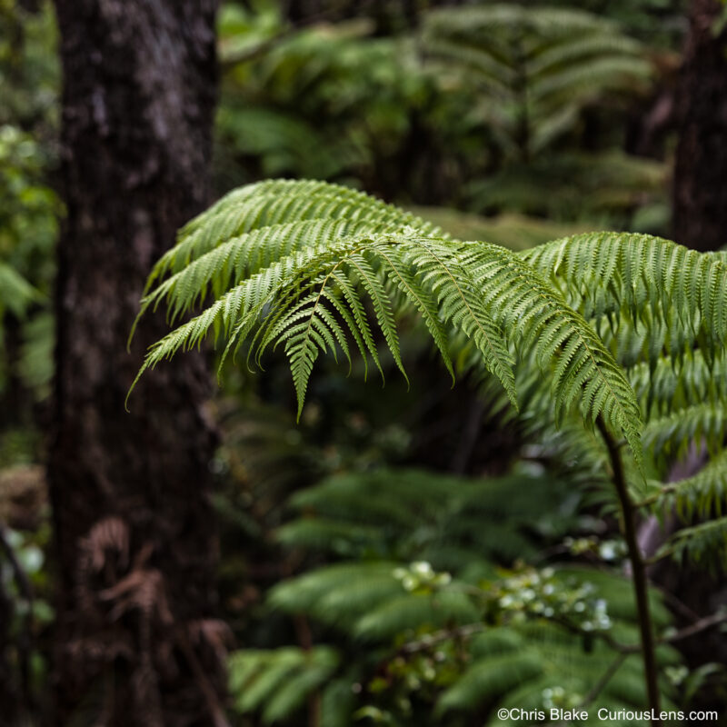 Solitary fern branch gently illuminated in a clearing of the rainforest at Volcanoes National Park, where the natural canopy filters light like a softbox. This high-resolution 100-megapixel image captures intricate detail in the lush, tranquil setting.