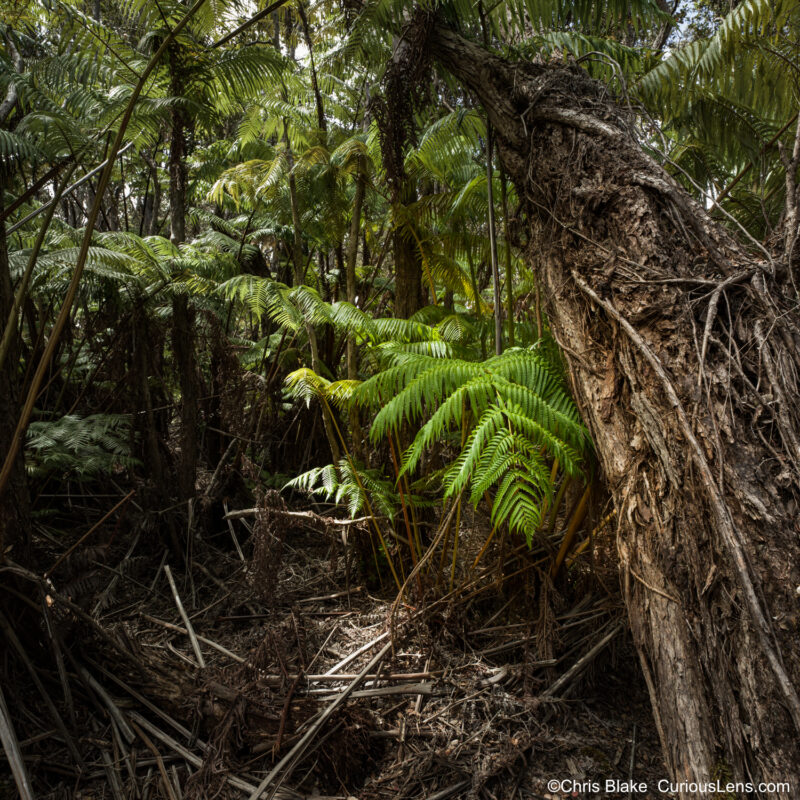 Close-up of a fallen tree cradling a vibrant fern in Hawaii's Big Island rainforest. Dappled sunlight illuminates the fern, casting shadows on the forest floor. Browns and greens blend harmoniously, highlighting the contrast between life and decay amidst the dense canopy.