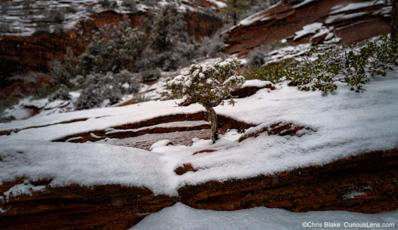 A small shrub grows on a snow-covered rock ledge in the backcountry of Zion National Park. The photo captures the contrast between the sharp focus on the shrub and the blurred background, with snow falling and light fading. The wide aperture of 1.4 keeps the shrub crisp while the fast shutter speed freezes the snowflakes and movement in the wind. The image conveys the beauty of a simple subject in a chaotic, wintry landscape.