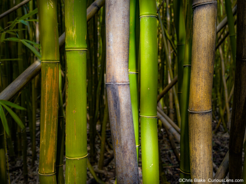 Serene bamboo forest on Pipiwai Trail, Haleakalā National Park, illuminated by soft light. Contrasting hues of green and brown add depth to the scene.