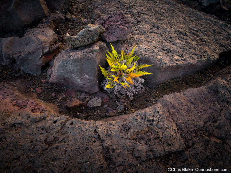 Tiny plant growing in the lava fields of Volcano National Park, standing in stark contrast to the desolate environment. Soft morning light and a cut in the lava draw the viewer into the center of the frame.