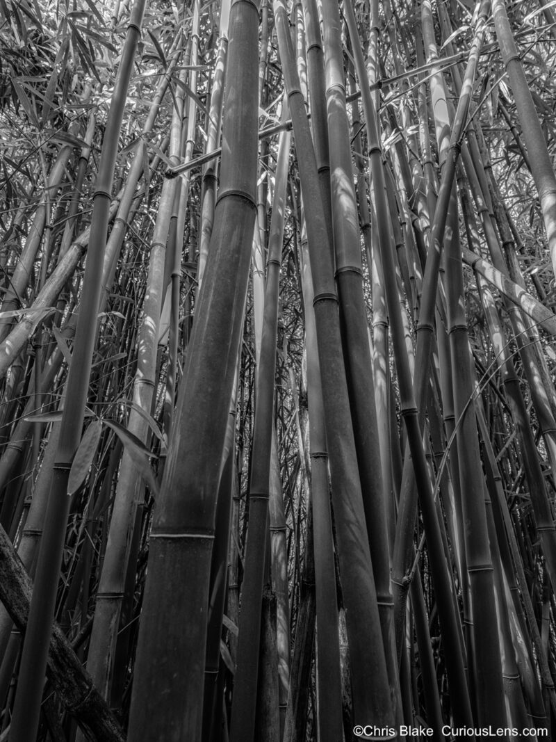 Vertical image of bamboo forest on the Pipiwai Trail, with leading lines from shadowy forest floor to sunlit canopy. The four-mile trail in Haleakalā National Park includes waterfalls, the Infinity Pool, and a large banyan tree.