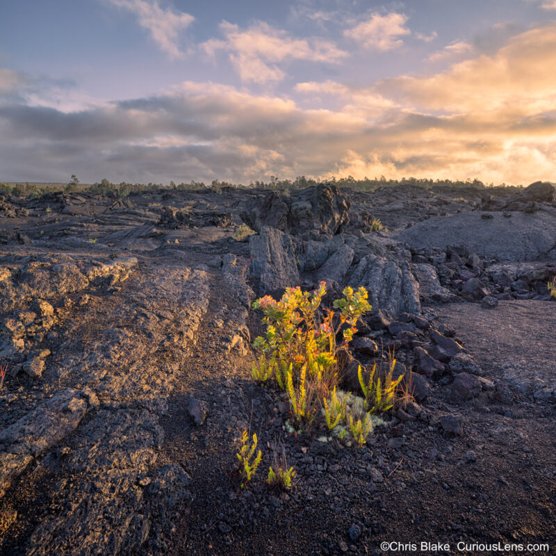 Sunrise over Hawaii's National Park on the Big Island, where morning light highlights resilient flowers emerging through the lava rock, creating a contrast between delicate blooms and shadowed terrain. Soft yellow hues and storm clouds in the distance enhance the rugged volcanic landscape.