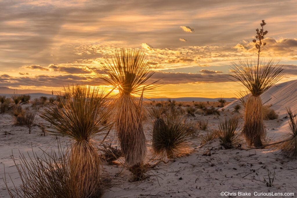 Landscape photography with sun rising over a desert valley. White sand dunes and Yucca plants create a stunning foreground, while golden light bathes the landscape during the blue hour. The sky is vibrant with colorful clouds, and the sun star effect adds a dramatic touch to the scene. This image captures the beauty of a sunrise in the desert after a night of wind that swept the dunes clean.