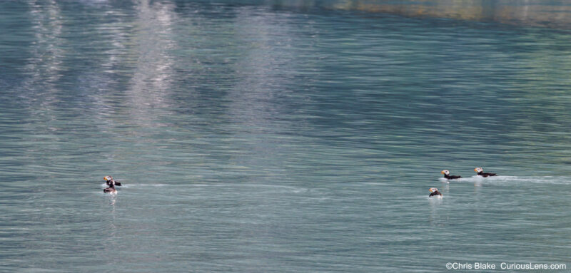 Puffins in Aialik Bay, Kenai Fjords National Park, swimming gracefully in tranquil waters with warm light reflecting from nearby mountains.