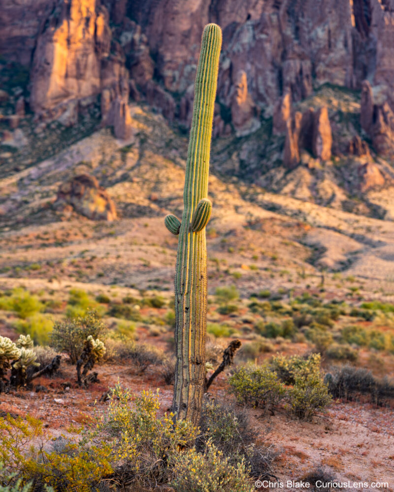 Photo of a solitary saguaro cactus in Lost Dutchman Park, set against the backdrop of the Superstition Mountains. As the sun sets, a warm golden light highlights the saguaro's needles and illuminates the rugged landscape. This image captures the serene beauty of the desert and the enduring strength of the cactus amidst the vast, rugged wilderness.