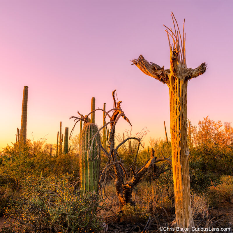 A lone saguaro skeleton stands at sunset, illuminated by golden-yellow and red hues, in a desert landscape. Nearby, a young saguaro cactus begins to grow, symbolizing new life amidst the remains of the saguaro's woody ribs, the skeletal structure. Native Americans used these saguaro ribs for constructing roofs and walls, highlighting their cultural significance.