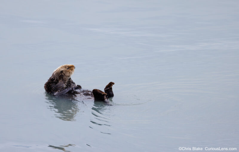 Young sea otter in Resurrection Bay lying on its back, gazing into the horizon, surrounded by tranquil cerulean waters.