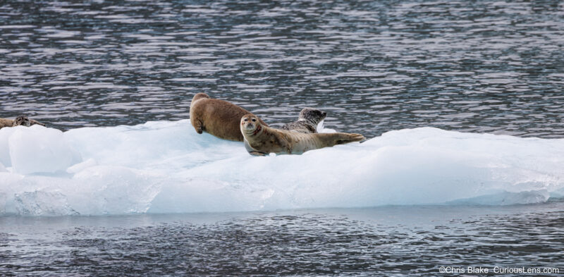 Harbor seals in Alaska resting on an ice floe, with three seals together and a fourth curiously poking its head over the ice. Pristine waters, detailed image of true earless seals.