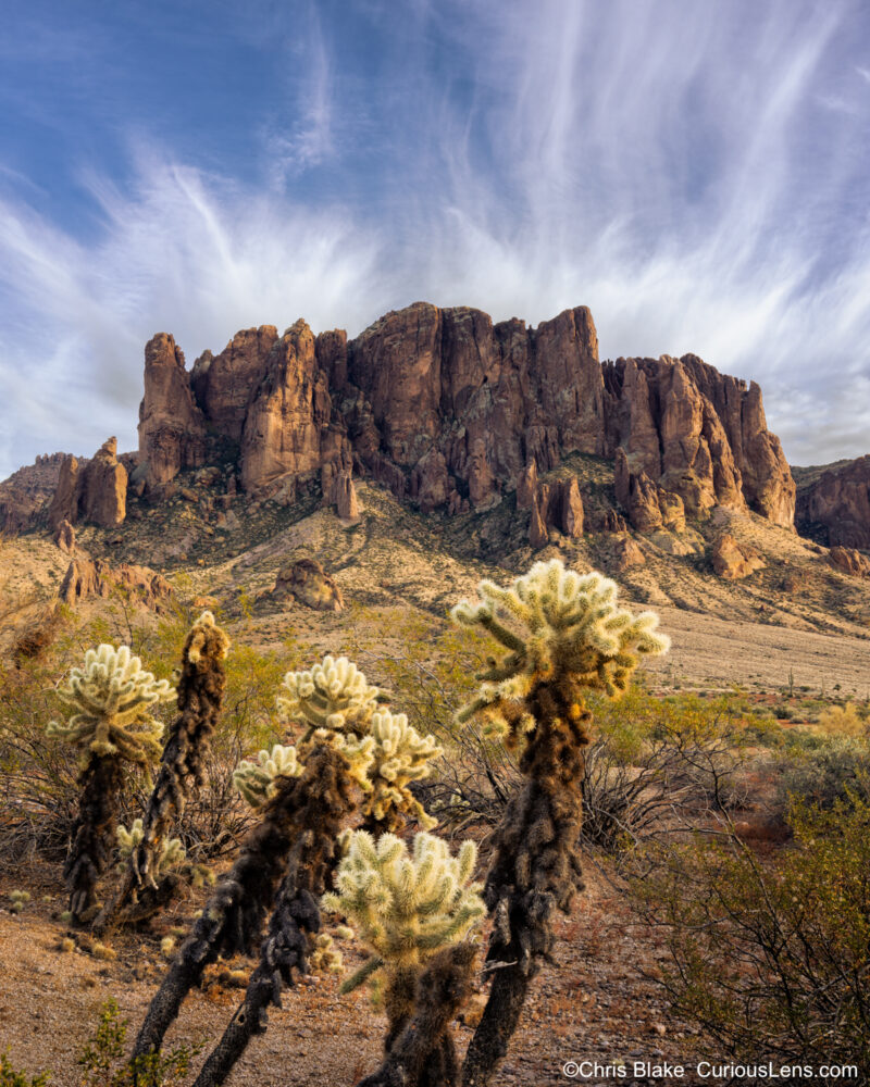 Sunset landscape photo featuring cholla cacti in the foreground and a rugged mountain range in the background. The warm late afternoon light casts a golden glow, enhancing the intricate textures of the cacti and highlighting the mountain's craggy silhouette. Soft clouds drift above, adding depth to the vibrant sky. This image captures the harmony of strength and delicacy in nature.