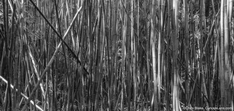 Panoramic view of bamboo forest along Pipiwai Trail in Haleakalā National Park, with partly cloudy sky casting gentle light. Scene evokes a sense of depth and chaos within the dense forest.