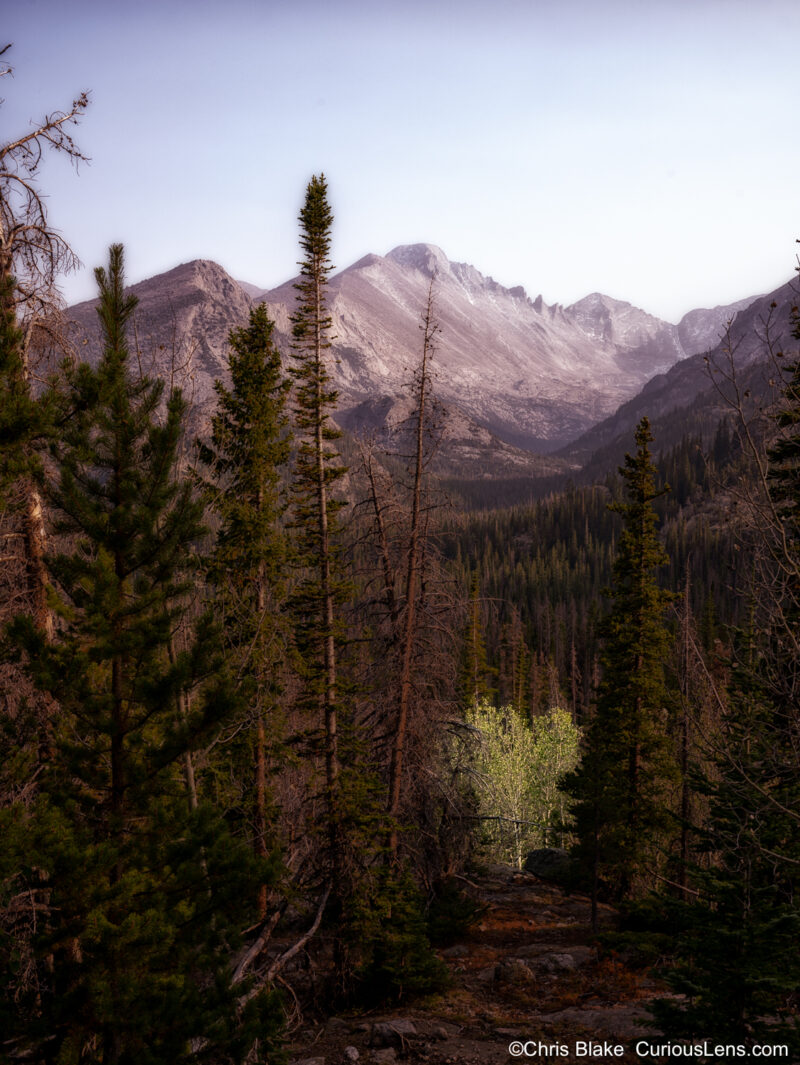 A scenic fall hike in the Rocky Mountains with a cluster of bright yellow aspen trees surrounded by dark green Douglas-fir forest. The aspens stand out in a natural opening with a distant view of snow-capped peaks, all under an overcast sky.