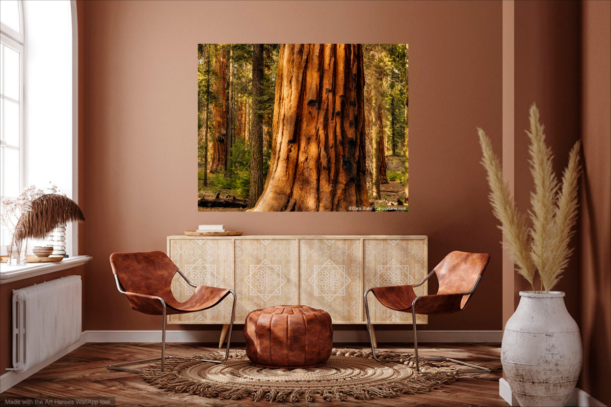 Sequoia National park, photo of giant tree sent in sitting room.