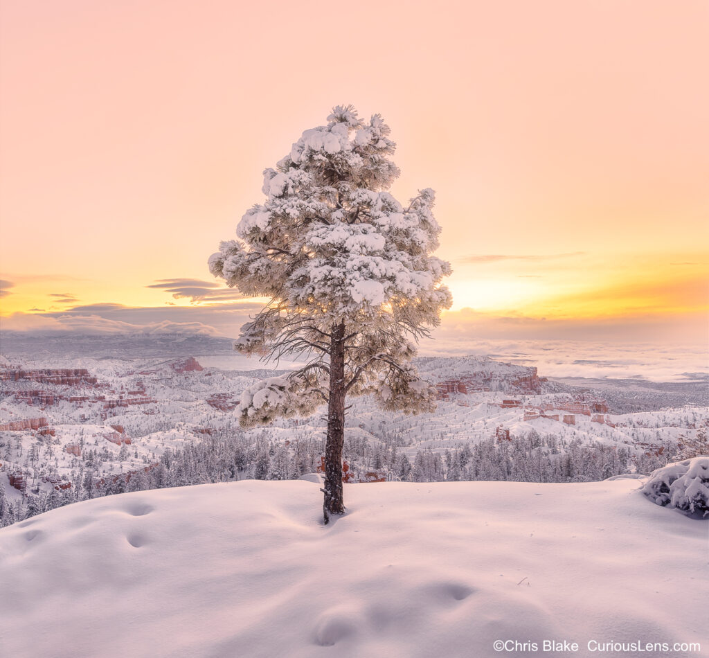 Winter sunrise in Bryce Canyon with storm clearing, snow, lone tree, hoodoos, fins, sandstone valleys, and colorful sky.