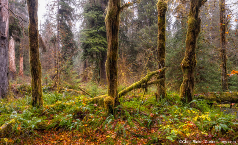 Four moss-covered trees in the Hoh Rain Forest, backlit by the sun, with ferns and fallen leaves on the ground, creating a surreal, vibrant scene.