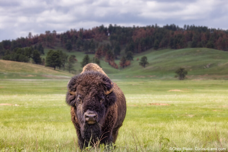 Majestic bison standing in a grassy field at Wind Cave National Park, South Dakota, captured during a stormy afternoon with rain and lightning.