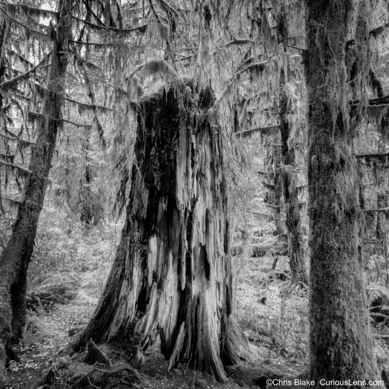 Hoh Rain Forest with decaying red cedar tree, soft hanging moss, and sunlight breaking through clouds.