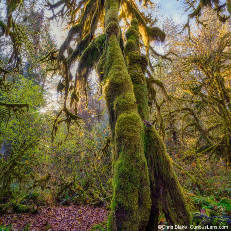 Hall of Mosses with a towering moss-covered tree, glowing moss at the top, and a sun star in the middle left of the frame.