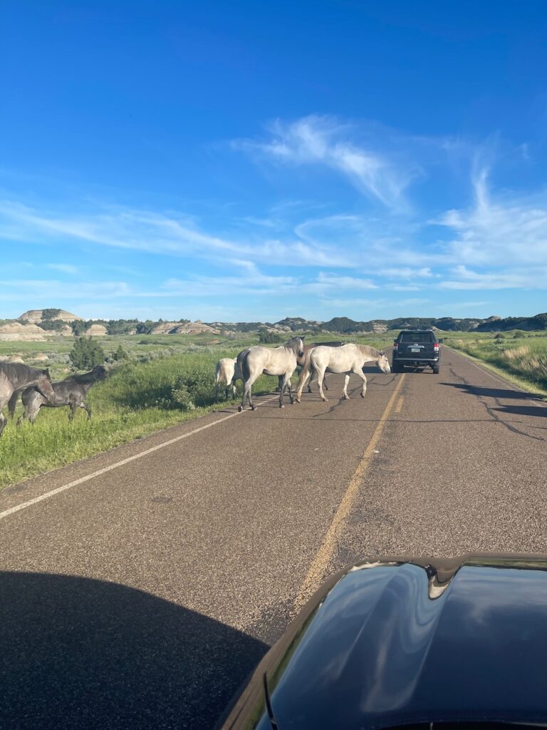 A photo taken from my car in Theodore Roosevelt National Park, wild horses are crossing the road ahead of us.