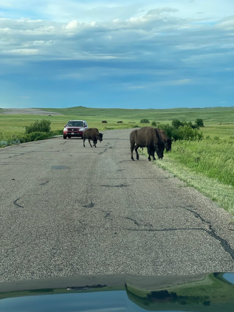 Cars stop as a few Bison cross the road to make their way down to more grasslands.