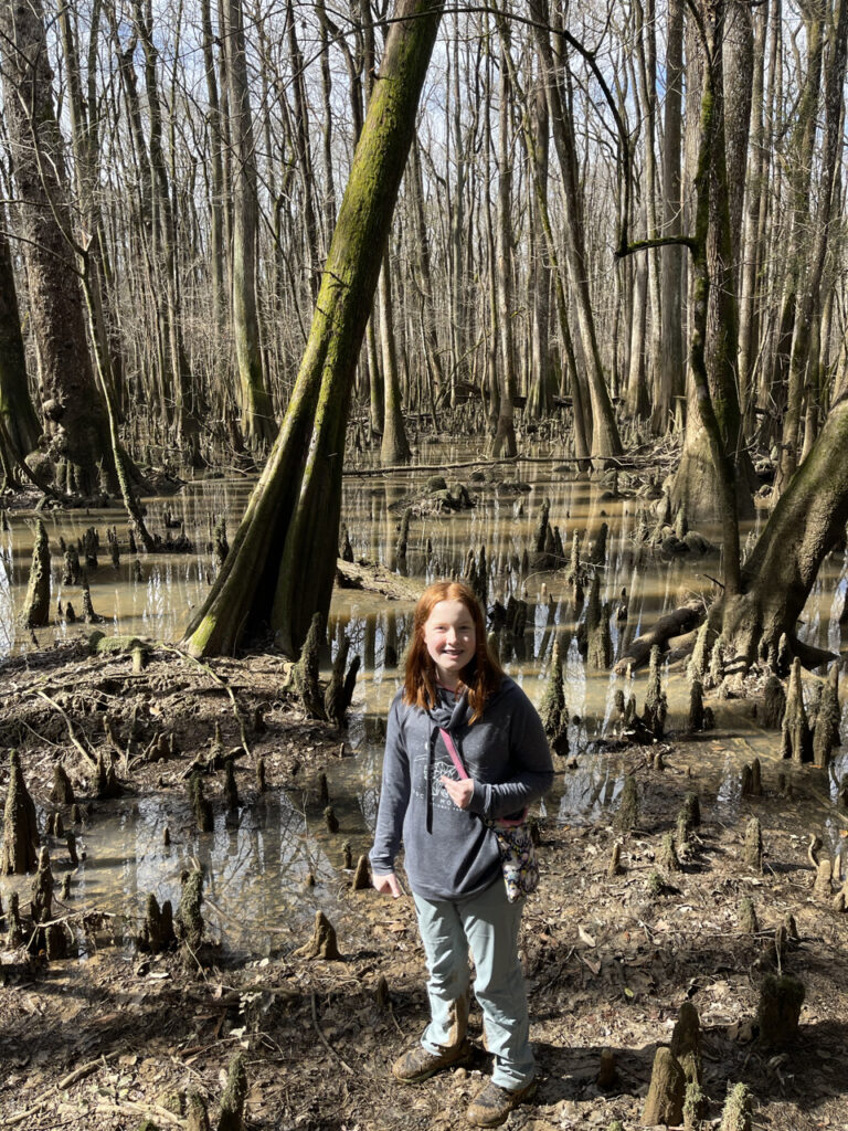 Camera standing next to a swamp and a growth of Cypress trees deep of trail in Congaree National Park.