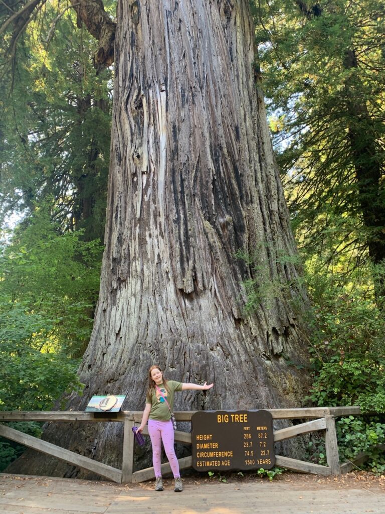 Cameron standing next to the "Big Tree" at 286 feet tall everyone feels tiny compared to this giant.