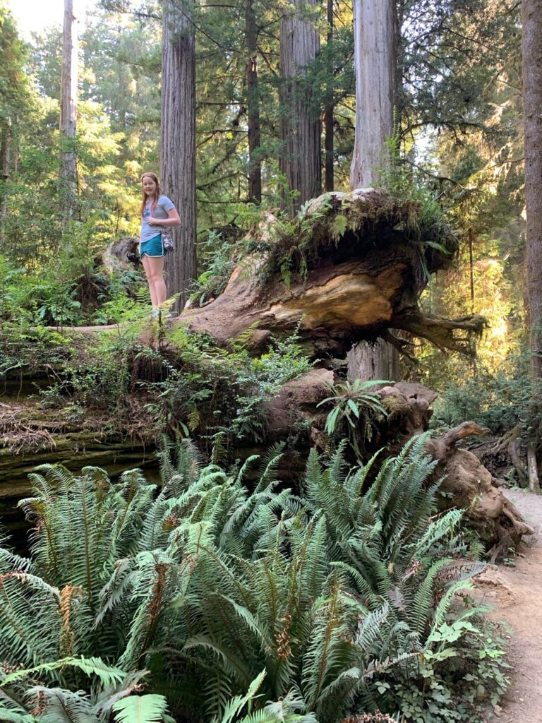 Cameron standing on a downed redwood tree in the Jedediah Smith Redwoods State Park trail.