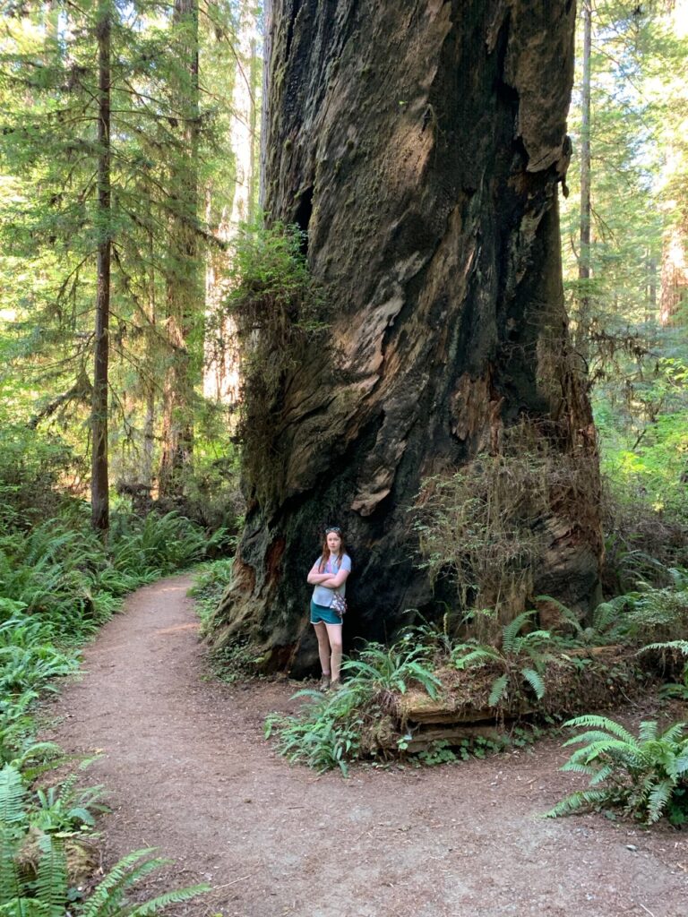 Cameron standing next to a giant redwood on the Karl Knapp Trail in Redwoods National Park.