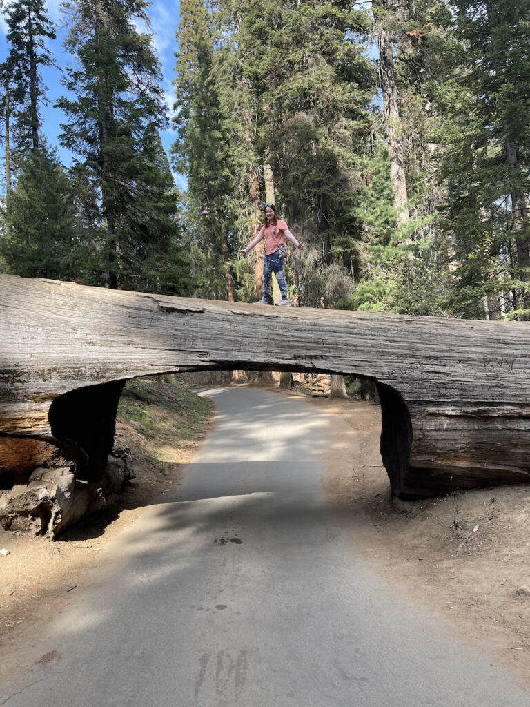 Cameron climbed up on a massive old sequoia tree that is laying over the road. Cars are able to drive through this tree and she is carefully balanced on top of it.