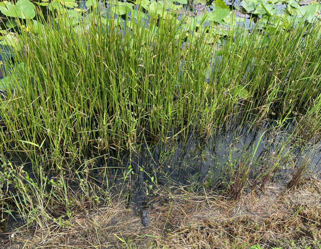 A baby small alligator making its way out of the water and tall grass on onto land in the Everglades National Park.