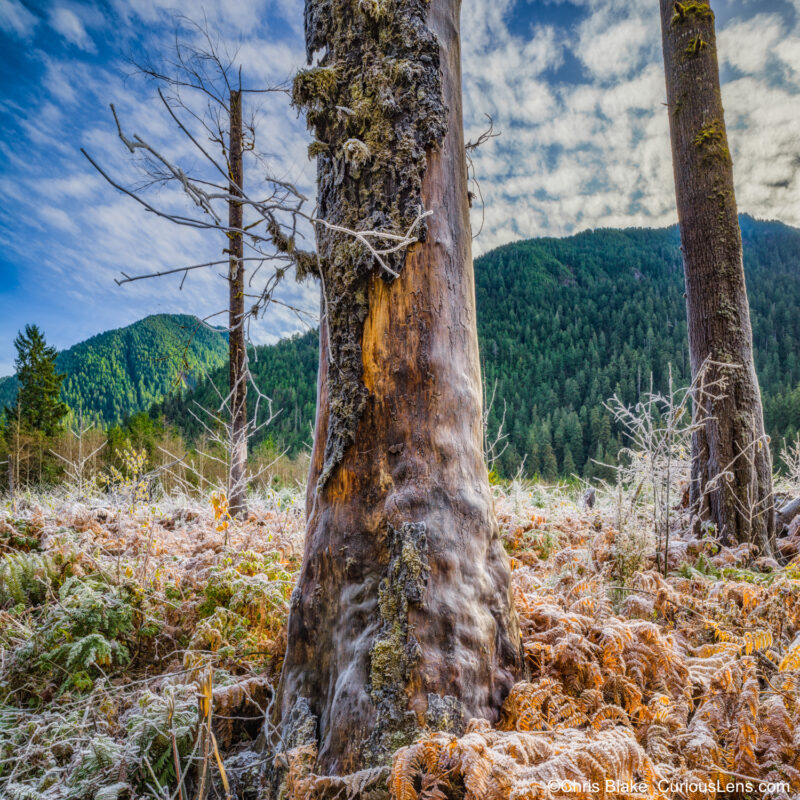 Frozen morning in Quinault Rain Forest with icy ferns, moss-covered tree trunk, green mountains in the background, and motion in the clouds.