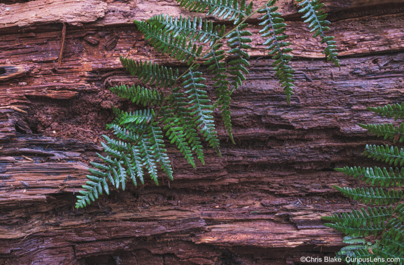 New tree growing on an old fallen tree in a rain forest, with bright green branches contrasting against dark red wood on a cold, rainy day.