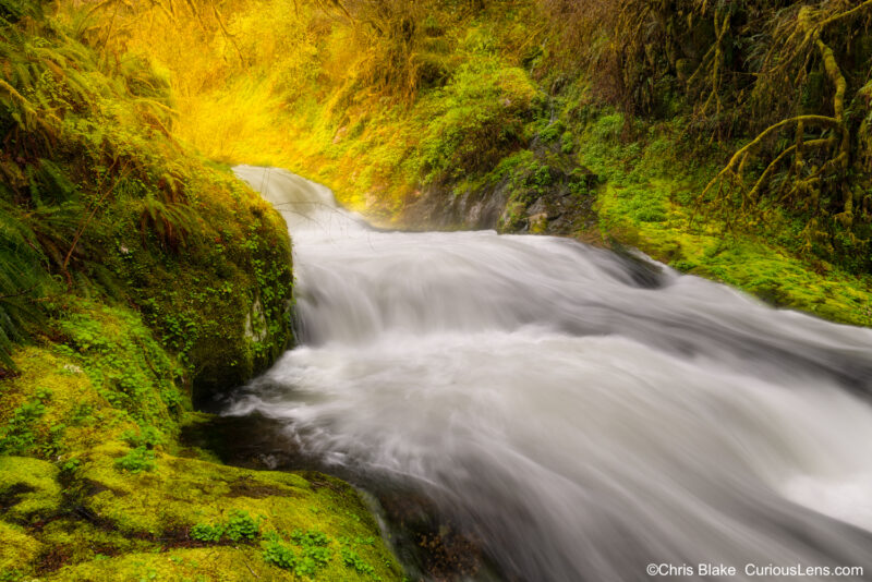 Sweet Creek Falls in the Pacific Northwest with river rushing down a narrow valley, sun illuminating the upstream, and deep green ferns and moss.