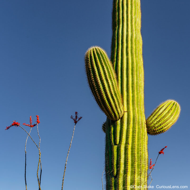 Detailed Saguaro cactus in Saguaro National Park with sharp spines, green glow, blue morning sky, and blooming desert flowers.