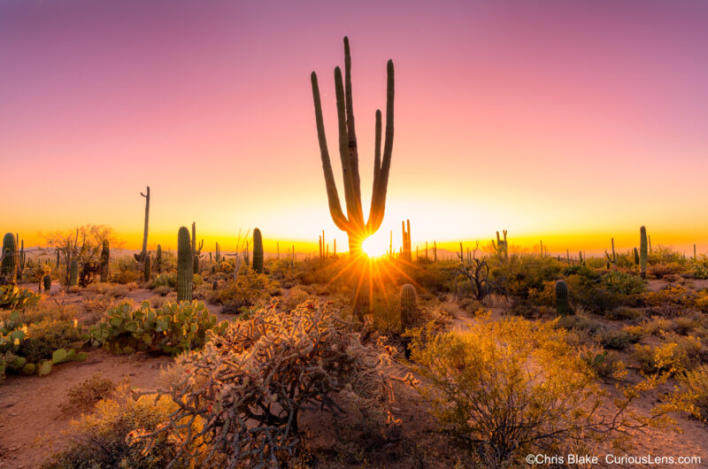 Mature saguaro cactus at sunset with starburst sun, red and purple sky, illuminated desert floor, and glowing cholla in Saguaro National Park.