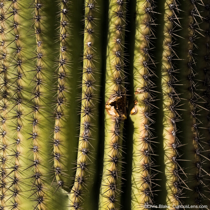 Rincon Mountain District with dense desert, perfect saguaro cactus, late afternoon light, bright daylight to dark night shadows.