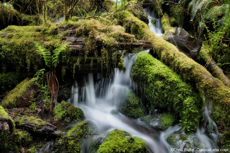 Sweet Creek Falls in coastal Oregon during spring rain with fallen trees, weathered bark, moss, ferns, and rushing water, highlighting vibrant greens and yellows.